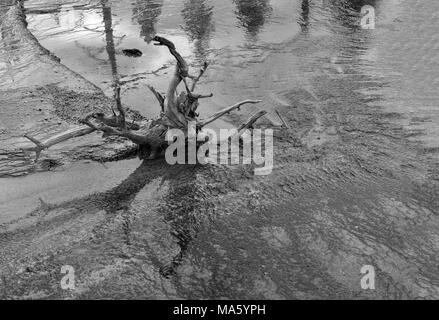 Acqua poco profonda con il moncone di albero morto, acqua onde e increspature. Immagine in bianco e nero. Foto Stock