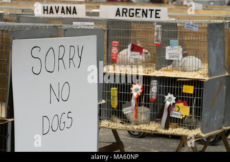 London & Essex allevatori di conigli ed espositori evento con il Siamo spiacenti ma nessun segno di cani Foto Stock