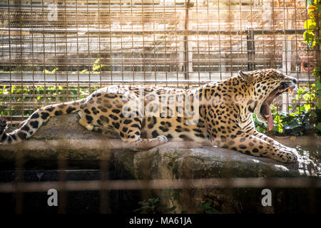 Jaguar sbadigli di Barcellona il giardino zoologico. La Jaguar o Panthera onca è un gatto selvatico specie e il solo nativo per le Americhe. Foto Stock