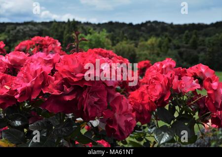 Vivace rose rosse in un giardino Foto Stock