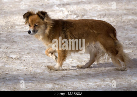 Marrone cane bassotto sdraiato all'aperto Foto Stock