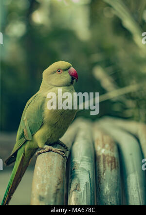 Wild parrocchetti Foto Stock