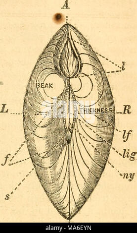 . Elementi di conchology / preparati ad uso di scuole e università Foto Stock