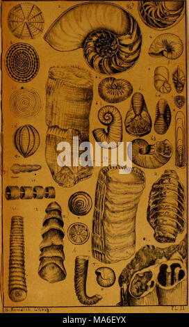 . Elementi di conchology, compresi i generi di fossili e animali Foto Stock