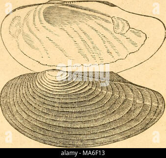 . Elementi di conchology / preparati ad uso di scuole e università Foto Stock