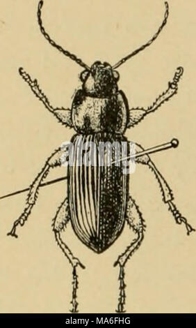 . Entomologia elementare . Fig. 483. Che mostra il metodo di pinning Coleoptera (Dopo Washburn) montate su perni a gomito, o sui bit di sottile filo di argento {mimitien- nadclji), che sono bloccati tramite bit di sughero o di midollo e segnato come un punto di cartone. Ditteri. In Diptera il perno viene eseguita attraverso la parte centrale del torace e le ali, se non si è diffusa, dovrebbe essere esteso. In lunghe zampe vola, come la gru-fly, le gambe dovrebbe essere supportata fino a quando il campione è a secco. In effetti non è una cattiva idea mettere un permanente pezzo di cartoncino sui perni tenere- ing tali esemplari. La minore Dipter Foto Stock