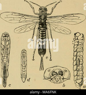 . Entomologia elementare . Fig. 388. Il piccione tremex, o avvisatore acustico-tail [Tremex coliimba), larva con giovani larve di Thakssa fissata ad un suo lato ; b, la sua testa ; t, d^ maschi e femmine di pupe ; r, femmina. (Dopo Riley) le larve si nutrono entro queste piante, il tunneling fuori burrows, e sono difficili da combattere. Per fortuna ma pochi sono di notevole importanza economica. 2. Gallo-ABITARE IMENOTTERI Gall-vola {Cynipidae). Il gallo-vola depongono le loro uova in foglie e steli di piante e il pregiudizio fatto dalle larve in via di sviluppo provoca la formazione di una caratteristica fiele dai tessuti vegetali sur Foto Stock