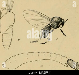 . Entomologia elementare . Fig. 356. Un nero mosca [Simuliiim venitsUitii) (quattro volte la dimensione naturale) (7, larva; b, pupa ; c, adulto. (Dopo l'Erba) nero-vola {Simuliidae). Un altro pest dagli amanti della montagna è il nero mosca, le femmine sono più sanguinari e spesso Foto Stock