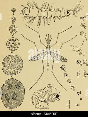 . Entomologia elementare . Fig. 349. Zanzara Anopheles e malaria (7, larva; /', pupa; c, adulti; d^ il blast introdotto nel sangue da zanzara ; e a j, fasi attraverso le quali il Plasmodio passa nella Red corpuscoli del sangue ; k, spore che inserisci nuovo corpuscoli sanguigni ; /, m, il microgamete ; /;, 0, il macrogamete; /, formando flagellse; q, unione di un flagello con macrogamete ; r, la fusione di nuclei; s, il vermicule ; t a ;', la formazione dello zigote nella zanzara stomaco, completamente sviluppato zigote,;', la rottura per produrre scoppi. (Dopo J. B. Smith) più grande specie di o Foto Stock