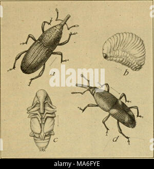 . Entomologia elementare . Fig. 254. Il granaio curculione {Cdi/i!/ii/?-a ^-ii/ia/'ia). (Ingrandita), beetle ; i, lana; c, pupa; d. il riso per adulti curculione {Calaiidra oryza) (dopo Chittenden, Reparto di Stati Uniti dell'Agricoltura) scolpita. Essi attaccano il mais, Timoteo, e altre erbe, APPR- larly grossolana erbe di palude e carici. Il grasso delle larve di bianco Foto Stock