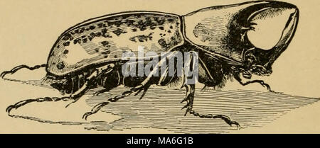 . Entomologia elementare . Fig. 217. Il rinoceronte beetle [Dinastes tityrus). (Dimensione naturale) (dopo Kellogg) scomodi nella camminata. Il coleottero più grande di questo paese è la RHI- noceros beetle {Dynastcs titynis), che è di due pollici e mezzo lungo, verdastro-grigio con macchie nere e prende il nome dal gran corno sulla testa, che incontra un avvisatore acustico mediano estendentesi dalla prothorax. Essa si verifica nel sud e ovest e in Indie ad ovest vi è una specie simili sei pollici di lunghezza. La loro larvse vivere nelle radici di alberi di decadimento. Un altra serie di specie sono noti come fiore-coleotteri, dal loro Foto Stock