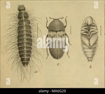 . Entomologia elementare . Fig. 205. Dispensa-maggiolino. (Ingrandita), larva; io, pupa; c, coleottero adulto. (.Vfter Howard, Reparto di Stati Uniti dell'Agricoltura) 145 Foto Stock
