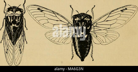 . Entomologia elementare . Fig. 166. Dog-giorno harvest-fly CicaJn [t/biieii), femmina (dopo il trabaccolo) la famiglia è il periodico cicala, spesso chiamato impropriamente i diciassette anni di locusta, dalla sua abitudine di apparire in un immenso numero ogni diciassette anni. Naturalmente è del tutto estraneo al vero locuste o cavallette. Gli adulti depongono le loro uova in ramoscelli di alberi, spesso ferendo seriamente di giovani alberi da frutto, come ramoscelli o steli muoiono oltre il punto di foratura di uovo. Le ninfe cada a terra dopo la schiusa e scavando in terra, feed su radici di alberi per sedici Foto Stock