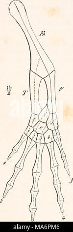 . Elementi di anatomia comparata Foto Stock