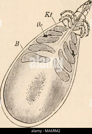 . Testo elementare-libro di zoologia, tr. e ed. da Adam Sedgwick, con l'assistenza di F. G. Heathcote Foto Stock