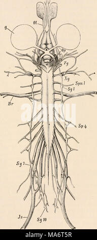 . Testo elementare-libro di zoologia, tr. e ed. da Adam Sedgwick, con l'assistenza di F. G. Heathcote Foto Stock