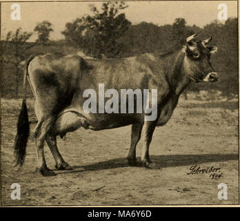 . Principi elementari dell'agricoltura; un libro di testo per le scuole comuni . Fig. 131. Horetta D. ufficiale di latte, grasso e burro rese dal grasso del latte Estim'd burro* giorni totale media giornaliera totale media giornaliera totale media giornaliera 120 30 7 1 Giugno 16-Ott. 13. .. 28 agosto-settembre 26 .. Sett. 17-sett. 23 .. Aug 13 libbre. 5,802.7 1,442.8 50.65 335.2 lb. 48.35 48.09 47,90 libbre. 73.68 280.16 17,67 3,13 libbre. 2,33 2,45 2,52 libbre. 86.94 330.03 20,85 3,71 libbre. 2,75 2,90 2,98 274. Il Holstein-Friesian, o semplicemente il frisone, così come vengono chiamati nel loro paese nativo, Olanda, è una splendida tipo caseificio con grandi Foto Stock