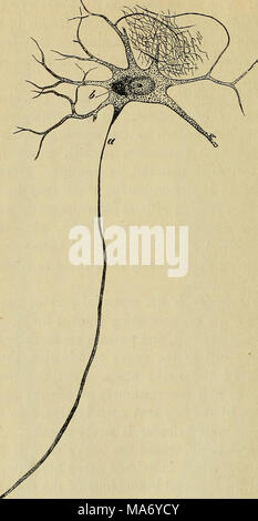 . Fisiologia elementare . Fig. log.-multipolare di cellule nervose dal corno anteriore del midollo spinale umano. (Gerlach.), asse-cilindro o nervo-processo di fibra ; b, pigmento. Alcuni sono molto grandi e con un grande e chiaro nucleo sferoidale con- te un nucleolus, mentre altri sono molto piccole. Esse sono classificate secondo il numero di processi che essi Foto Stock