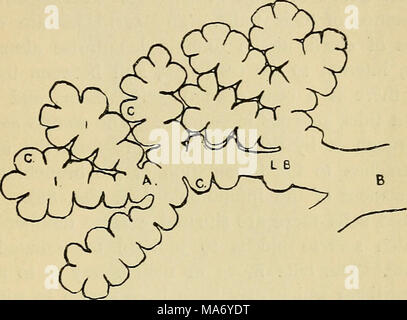 . Fisiologia elementare . Fig. 87.-rappresentazione schematica della fine di un tubo bronchiale in sacculated infundibula. B bronco terminale; LB, bronchiole lobulare ; un, atrium ; I, infundibulum ; C, Aria- celle o alveoli. Fine della laringe trachea è allegata (vedere figg. 85 e 86) j questo risiede nella parte anteriore dell'esofago nel collo e immette il torace, dove ben presto si biforca in due rami denominata hronchi, che passano da uno a ciascun polmone. Il Bronco entra nel polmone alla radice e entro il polmone filiali e succursali di nuovo in un albero-come la moda, dando origine ai bronchi Foto Stock