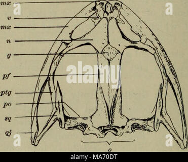 . Lezioni elementari in zoölogy : una guida per studiare la vita degli animali e la struttura in campo e di laboratorio . Cranio di Bullfrog (Rana catesbiana), vista dorsale: pmx, premaxilla; V, vomer; mx, mascellare; n, nasale; g, corpino di osso o sphenethmoid; pf, parietofrontal; ptg, pterygoid; po, prootic; sq, squamosal; qj, quad- ratojugal; o, regione occipitale che circonda il foramen magnum. accanto a. Questi soddisfano le superfici corrispondenti sull'estremità anteriore della prima vertebra. Le ossa che compongono il cranio sono come segue: - 1. L'osso che forma la parte posteriore della custodia del cervello, e circonda immediatamente la fo Foto Stock