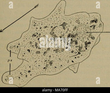 . Lezioni elementari in zoölogy : una guida per studiare la vita degli animali e la struttura in campo e di laboratorio . Amceba (x 500), disegnata mentre si muove nella direzione della freccia; nu, nucleo; v, vacuolo; ps, pseudopodi. stesso confine chiaro e granulare di porzione centrale; e questo è vero per il loro aspetto quando fuoriescono verticalmente, così come quando è esteso lateralmente. Se ci si può rotolare in un ameba oltre, vedremo la stessa disposizione di parti; così che dobbiamo concludere che il ectosarc forma un com- reparti strato esterno circa l'animale intero. Pseudopodi. - Guarda la formazione di pseudopodi. Vedere il primo Foto Stock
