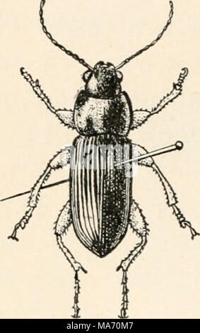 . Entomologia elementare . FIG. 483. Che mostra il metodo di pinning Coleoptera (Dopo Washburn) montate su perni a gomito, o sui bit di fine filo d'argento (minutien- nadcln che sono bloccati tramite bit di sughero o di midollo e segnato come un punto di cartone. Ditteri. In Diptera il perno viene eseguita attraverso la parte centrale del torace e le ali, se non si è diffusa, dovrebbe essere esteso. In lunghe zampe vola, come la gru-fly, le gambe dovrebbe essere supportata fino a quando il campione è a secco. In effetti non è una cattiva idea mettere un permanente pezzo di cartoncino sui perni tenere- ing tali esemplari. Il più piccolo dei Diptera Foto Stock