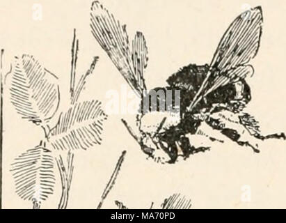 . Entomologia elementare . ^M'WiL, "MUii-"w"W £&amp; rsSy fuga nel sole." Il più grande falegname-bee (Xylocopa virginica} assomiglia molto a un bumble-bee, essendo pienamente come grande, di colore giallo e di colore nero, con un blu metallizzato di riflessione sull'addome. Scava il suo nido in legno massello, spesso noioso per un piede o più. Molti di lungo-tongued api sono noti come guest-API, dalla loro abitudine di posa le loro uova in cellule di altre api, la quale parte posteriore delle larve di intrusi come fanno i loro propri. Il più grande di questi (Psythirus) in modo strettamente somigliare bombi che è difficu Foto Stock
