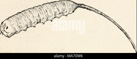. Entomologia elementare . FIG. 369. Rat-tailed verme, larva di una syrphid fly analoga a quella di Fig. 368. (2 volte la dimensione naturale) (dopo Kellogg) tra colonie di pianta-pidocchi, intorno al quale le mosche può essere visto in bilico e i vermi divorare il aphides greedily, essendo tra loro più importante nemici naturali. Alcune delle specie più grandi sono fittamente ricoperta con il giallo e il nero di capelli, così molto somiglianti a bombi, in cui nidifica il loro larve risiedono. Un comune specie che spesso si trova su windows in autunno è noto come il fuco-fly, dalla sua stretta somiglianza con un miele-bee drone. Il suo lar- va Foto Stock