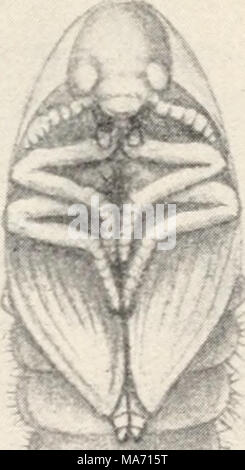 . Entomologia elementare . '! ) FIG. 205. Dispensa-maggiolino. (Ingrandita) larva ; £, pupa ; r, coleottero adulto. (Dopo Howard, Reparto di Stati Uniti dell'agricoltura) Foto Stock