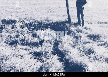 . Effetti di pecore al pascolo su un rivierasche-stream ambiente . Figura 3.--guardando dal recintato leggermente pascolato area in modo pesantemente pascolato area. Nota la ristrettezza del flusso nello strato debolmente pascolato area. 2 Foto Stock