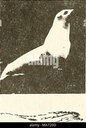 . Effetti del rumore di offshore Oil e Gas operazioni sui mammiferi marini : una valutazione introduttiva . SEA LION Figura 7. Cook Inlet poster di identificazione C-15 Foto Stock