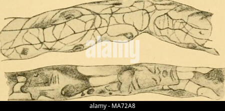 . Gli effetti di inanition e la malnutrizione al momento della crescita e struttura . Fig. 67.-due degenerato di fibre nervose (Pal macchia; estrapolando preparazione) dal nervo sciatico di una giovane fowl sottoposto a inanition acquosa (dieta a secco). Il axone è visibile in alto a fibra. X600. (Pernice e Scagliosi '95a.) In giovani ratti albini (1 mese fa) tenutosi a quasi costante il peso del corpo da una relativamente secca dieta per vari periodi di tempo (cfr. tabella 10), Kudo ("21a) trovato un con- tinued crescita del peso dei nervi sciatici, simili nella maggior parte dei casi a che nel midollo spinale. Con ratti adulti nel trattamento acuto sete serie Foto Stock