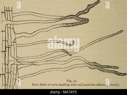. Botanica elementare . Fig. 30. Peli di radice di mais piantina con particelle di suolo che aderisce strettamente. Iit i root na^RS&GT; troviamo tnat piccole particelle aderiscono così tenacemente per 'i' I J J'J Radice i peli che non vengono rimossi. Immissione di un numero esiguo di tali peli root sotto il microscopio appare come se qui e là la radice dei capelli sono stati incollati al minute particelle di suolo. 54. Se ora prendiamo alcune del terreno che è solo umida, pesano, e quindi permettere di diventare abbastanza a secco su esposizione ad aria secca, e pesare nuovamente, troveremo che si perde peso in essiccazione. L'umidità è stata determinata su off. Questa umidità Foto Stock