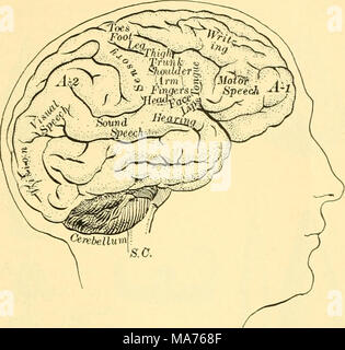 . Biologia elementare; una introduzione alla scienza della vita . Fig. 260. Localizzazione delle funzioni nel cervello da studiare gli esseri umani e in altri animali in cui il cervello era stato ferito e facendo esperimenti, è stato accertato che alcune regioni della corteccia cerebrale sono relative alla ricezione di sensazioni da regioni specifiche del corpo, mentre altre regioni avviare movimenti dei muscoli specifici. La maggior parte dei sensoriali e nervi motori passano attraverso il midollo spinale, SC. Il pensiero è portato su dalle cosiddette aree di associazione, A-i e .-1-3. Il frontale area di associazione ha Foto Stock