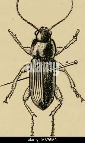 . Entomologia elementare . Fig. 483. Che mostra il metodo di pinning Coleoptera (Dopo Washbum) montate su perni a gomito, o sui bit di sottile filo di argento {ininntic7i- nadeln), che sono bloccati tramite bit di sughero o di midollo e segnato come un punto di cartone. Ditteri. In Diptera il perno viene eseguita attraverso la parte centrale del torace e le ali, se non si è diffusa, dovrebbe essere esteso. In lunghe zampe vola, come la gru-fly, le gambe dovrebbe essere supportata fino a quando il campione è a secco. In effetti non è una cattiva idea mettere un permanente pezzo di cartoncino sui perni tenere- ing tali esemplari. La minore Dipter Foto Stock