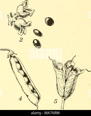 . Biologia elementare; una introduzione alla scienza della vita . Fig. I4 i. Frutta Dehiscent semi sono dispersi dall'apertura del frutto in un determinato modo. /. Castagno; 2, Amamelide; .,'•, papavero ; 4, pisello ; 5, monkshood semi che separarsi da frutto sono frequentemente dura-scuoiata o coperto con alcuni altri strati protettivi (vedere figg. 7 e 143). 371. La fuga di semi. Il seme attaccata alla pianta madre e circondato da altre strutture è privo di significato nella vita della specie. Per essere in grado di svolgere le sue funzioni, le sementi devono ^^/ fuori e ^^/ azvaf - e f Foto Stock