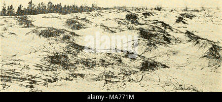 . Biologia elementare; una introduzione alla scienza della vita . ^ ^^^.^ Fig. 12. Le dune di sabbia a Pino, Indiana le radici e gambi sotterraneo dell'erba Calamovilfa Inm^ifolia legare tra loro i granelli di sabbia, gradualmente portando alla formazione di più grandi e più grandi masse di suolo. Sabbia sterile viene soffiata via dal vento. (Dalla fotografia dal dottor George D. Fuller) questo può essere visto nel flusso di SAP, come quando lo zucchero aceri sono filettati per sirup in primavera e può anche essere mostrato sperimentalmente. 72. Utilizza delle radici. È a causa dell'abitudine di depositare il cibo nelle loro radici che molte piante ar Foto Stock