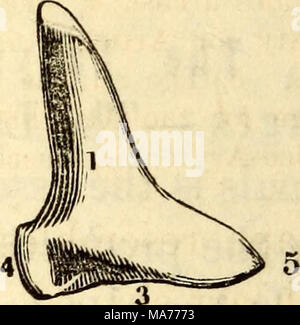 . Elementari di anatomia e fisiologia : Per college, accademie e altre scuole . Una vista posteriore di sinistra Arytenoid cartilagine.- 1, in corrispondenza della propria faccia posteriore. 2, il Vertice. 3, la base e la cavità per articolare con la cartilagine Cricoid. 4, il suo angolo esterno. 5, il suo angolo interno. la laringe. Lo scopo di questo movimento è ideale per rilassarsi o per serrare le corde vocali, in modo tale che il passo differente e la qualità della voce può essere perfezionato. Le cartilagini cuneiformi sono circa la metà di un pollice di lunghezza e ingrandita in corrispondenza di ciascuna estremità. Queste sono a volte vogliono. La cartilagine Cricoid è simile ad un anello appeara Foto Stock