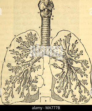 . Elementari di anatomia e fisiologia : Per college, accademie e altre scuole . La laringe, la trachea e Bronchia, private del loro rivestimento fibroso e con il contorno dei polmoni. 1, 1, del contorno dei lobi superiori dei polmoni. 2, il profilo del lobo medio del polmone 8. 3, 3, del contorno dei lobi inferiori di entrambi i polmoni. 4, del contorno della nona vertebra dorsale, che illustra la sua relazione con i polmoni e il ver- tebral colonna. 5, la cartilagine della tiroide. 6, Cricoid cartilagine. T, trachea. 8, Bronco otto. 9, Bronco sinistro. 10, Crico-Thyroid legamento. 11, 12, gli anelli del tra- chea. 13, Foto Stock