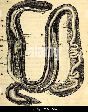 . Elementari di anatomia e fisiologia : Per college, accademie e altre scuole . Anatomia del serpente comune. I. la linguetta, ce. L'esofago, i. Stomaco. Se. Il piccolo intestino, cl. Cloaca. /. Fegato, o. Ovaia, o'. Uova. t. Trachea, p. p polmoni, vt. In ventricolo, e. e'. Orecchiette, a. annuncio. af. Aorta, ae. Arterie carotidee, v. vc. Vena? Cavte. Vp. Vena polmonare. inversioni in varie divisioni con valvola di appendici simili tra loro. 352. Fegato.-pesci hanno di solito una grande soffice fegato com- pletamente saturata con un olio. La sua forma è varia, ma è 352. Parlare del fegato di pesci. Foto Stock