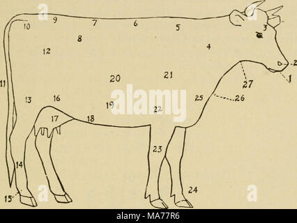 . Agricoltura elementare . Fig. 121 Schema di una vacca 1, museruola; 2, narici; 3, Fore-testa; 4, collo; 5, garrese; 6, indietro; 7, lombo; 8, Pinbone; 9, scamone; 10, fianchi; 11, coda; 12, quarti; 13, coscia; 14, Cannone; 15, Fetlock; 16, pancia; 17, mammella; 18, vene di latte; 19, ventre; 20, nervature; 21, spalla; 22, avambraccio; 23, ginocchio; 24, passato- ern; 25, punta di petto; 26, torace; 27, della gola. 1. Copiare il disegno di cui sopra. 2. Chiudere il tuo libro e il nome delle parti della mucca dal tuo disegno. 3. Studiare le marcature di diverse razze e imparare a nome loro in vista. 4. Fare il vostro stato leggi richiedono il test tubercolinico per da Foto Stock