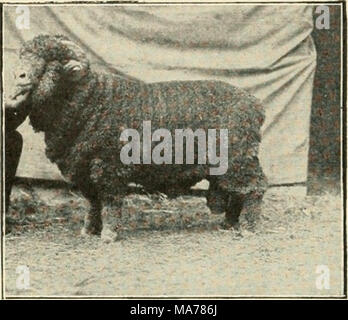 . Agricoltura elementare . Fig. 21. Una ram Merino. che di qualsiasi altro animale da azienda ad eccezione del pollame. Un paio di pecore pagherà il loro modo e fare i soldi per il loro proprietario a qualsiasi azienda che non è bagnato e paludosa. Essi non prosperano sulla bassa, terra umida. A prescindere dal loro felpa e carni di montone, le ossa sono usato per fertilizzante. Le pelli rendono la pelle per scarpe e stivali. Il sego viene realizzato in candele e le bucce degli intestini sono realizzati in corde per strumenti musicali. Due tipi di pecore. Abbiamo sollevare due tipi di pecore, perché coloro che producono i migliori lana non rendono le migliori carni di montone. Se un agricoltore è Foto Stock
