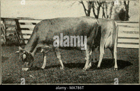 . Agricoltura elementare . Fig. 13. Il tipo di prodotti lattiero-caseari (Jersey*). mammella è morbido e sottile. Le tettarelle sono posizionati in modo uniforme e di medie dimensioni. Il compratore deve latte fuori un paio di flussi per vedere che le aperture non sono così piccole da fare di lei un disco milker. Le vene di latte che si estendono in avanti dalla mammella deve essere grande, con molti rami, perché essi forniscono il sangue dal quale la mammella secerne il latte. Il tipo jersey. La Jersey vacca (Fig. 13) è famoso in tutto il mondo per il suo ricco il latte. Queste mucche sono state il primo gli animali da latte a diventare popolare nel nostro paese. Essi cambiano una gran parte di loro fo Foto Stock