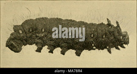 . Entomologia elementare . Fig. 345. Caterpillar della falena imperiale (Basilona imperialis). (Dimensione naturale) Sommario dei lepidotteri farfalle. Giorno volantini. Antenne clubbed. Ali tenuto verticalmente. Skippers {Hcsperina). Antenne agganciato. Vero farfalle (^Papilioitind). Coda forcuta farfalle {Papilio/iidae). Il bianco e il giallo farfalle {Pieridae), Gossamer-winged farfalle {Lycaenidae). Quattro-footed farfalle {Xynnphalidae). La tignola.s. Notte volantini. Le antenne non clubbed. Ali detenute piatta. Microlepidoptera. La famiglia (Tineidae). Foglia-minatori, vestiti falene, ecc. La famiglia (Tortricidae). Foglia-rolle Foto Stock