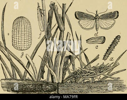 . Entomologia elementare . La seta foderato di gallerie, distruggendo i pettini. Essi attacco debole colo- nies delle api, che si trovano spesso a distruggere, e sono uno dei peggiori nemici dell'apiario. La falena ha violacea tendente al marrone fore- ali e marrone o giallo sbiadito hind-ali. Il vicino-ali {C?"a)nbijiac) sono così chiamati perché le loro ali sono avvolti strettamente su di loro quando a riposo. Essi sono chiamati anche muso- falene. Essi sono il piccolo marrone- ish o argenteo- bianco falene che fiy fino davanti a noi in pascoli e sono a malapena distinguibili dai gambi di erba su cui essi acceso. Le larve si nutrono di il roo Foto Stock