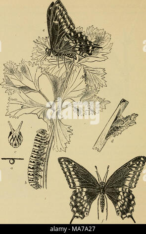 . Entomologia elementare . Fig. 263. La coda di rondine nero butterfly [Papilio folyxenes). (Leggermente ridotta), un uovo; /', caterpillar; c, vista frontale di testa con osmateria sporge; &lt;/, crisalide; &lt;?,/, per adulti. (Dopo Webster) 176 Foto Stock