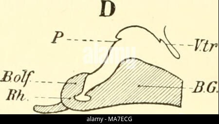 . Einführung in die vergleichende Anatomie der Wirbeltiere, für Studierende . Foto Stock