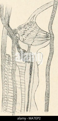 . Einführung in die Biologie . Foto Stock