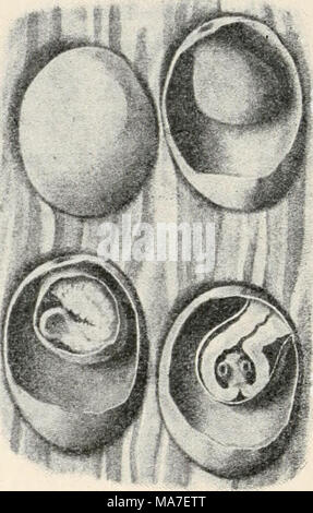 . Einführung in die Biologie . Fig. 107. Una tenia solium, ein im lebender Menschendarm Bandwurm mit Kopf und Gliedern, in den letztern ist die verzweigte figura der prallen ge- schlechtsorgane zu sehen, b Kopf abgetrennt mit 4 Saugnäpfen und Hakenkranz (nach Pfurtscheller). Fig. 108. Fleisch mit Finnen von tenia solium, aufgeschnitten, in verschiedenem Zustande (nach Pfurtscheller). apparates, d. h. der die Eier und das Sperma bereitenden Drüsen, così daß tatsächlich die aus dem Wirt ins Freie gelangenden Stücke des Parasiten weiter nichts darstellen als einen Sack reifer und weiterer Entwicklun Foto Stock