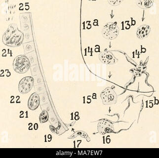 . Einführung in die Biologie . Fig. 95. Lebenszyklus des Malariaparasiten Im Blut des Menschen und in der Mücke. Aus Hartmann (nach Grassi und Schaudinn), etwas verändert. Foto Stock